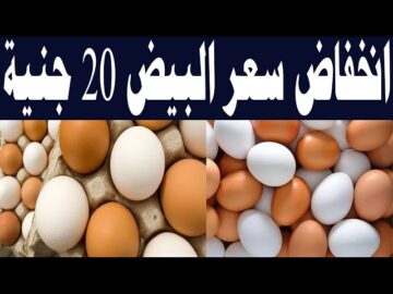 افرحوا وهيصوا البيضة خلاص هتنزل من السطوح .. سعر البيض في مصر اليوم الأربعاء 15/11/2023