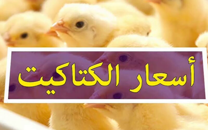 الكتكوت رخص وبقى فمتناول الجميع .. سعر الكتاكيت في مصر اليوم الثلاثاء 28/11/2023 2 الكتكوت رخص وبقى فمتناول الجميع .. سعر الكتاكيت في مصر اليوم الثلاثاء 28/11/2023