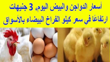 الفراخ رجعت تصدمنا .. صدمة قوية في أسعار الدواجن في مصر اليوم الخميس 30/11/2023 وارتفاع جديد يقلق الملايين