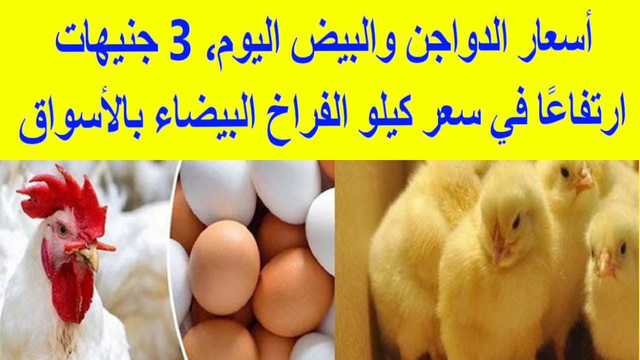 الفراخ رجعت تصدمنا .. صدمة قوية في أسعار الدواجن في مصر اليوم الخميس 30/11/2023 وارتفاع جديد يقلق الملايين 5 الفراخ رجعت تصدمنا .. صدمة قوية في أسعار الدواجن في مصر اليوم الخميس 30/11/2023 وارتفاع جديد يقلق الملايين