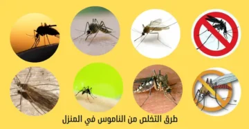 “حلول مبتكرة وفعالة” طريقة التخلص من الناموس بمكونات طبيعية من منزلك