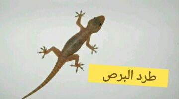 طريقة طرد البرص من المنزل