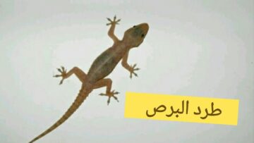 أفضل وصفة لطرد البرص نهائيا من المنزل بطرق طبيعية وأمنة دون استخدام مبيدات حشرية