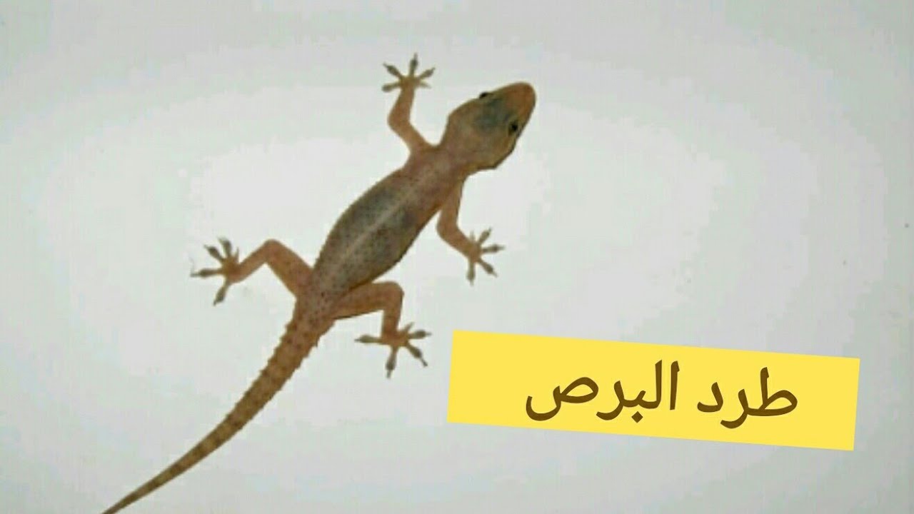 بدون لمسه نهائي.. طريقة فعالة لطرد البرص والوزغ من المنزل بدون الإقتراب منه هيهرب فورا بدون رجوع 5 بدون لمسه نهائي.. طريقة فعالة لطرد البرص والوزغ من المنزل بدون الإقتراب منه هيهرب فورا بدون رجوع