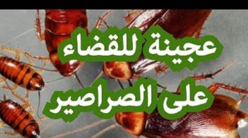 عجينة جهنمية للتخلص من الصراصير