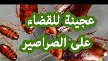 عجينة جهنمية للتخلص من الصراصير الكبيرة والصغيرة من المطبخ والحمام وأركان الشقة