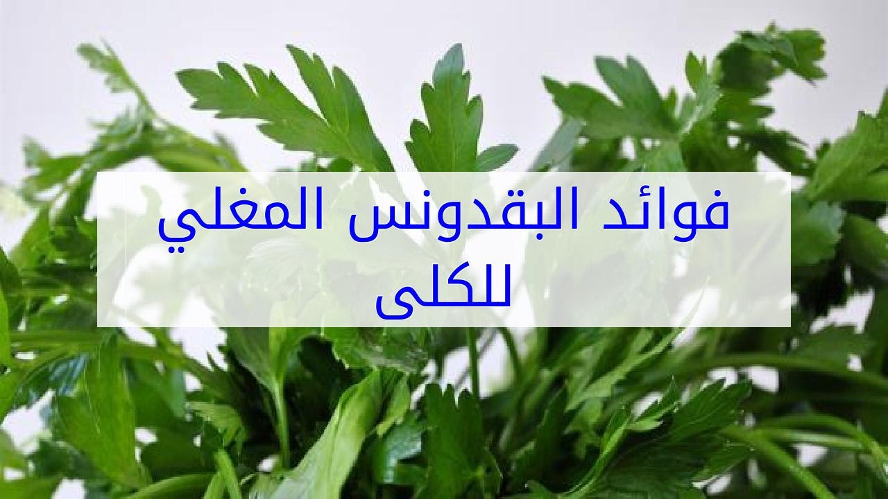 ماذا يحدث لجسمك بعد شرب مغلي البقدونس صباحا على الريق فوائد رائعة لا تعد ولا تحصى للبقدونس