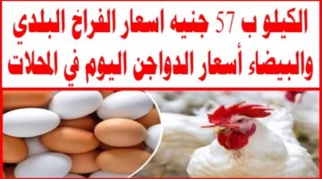 مفاجآت قوية في أسعار الكتاكيت