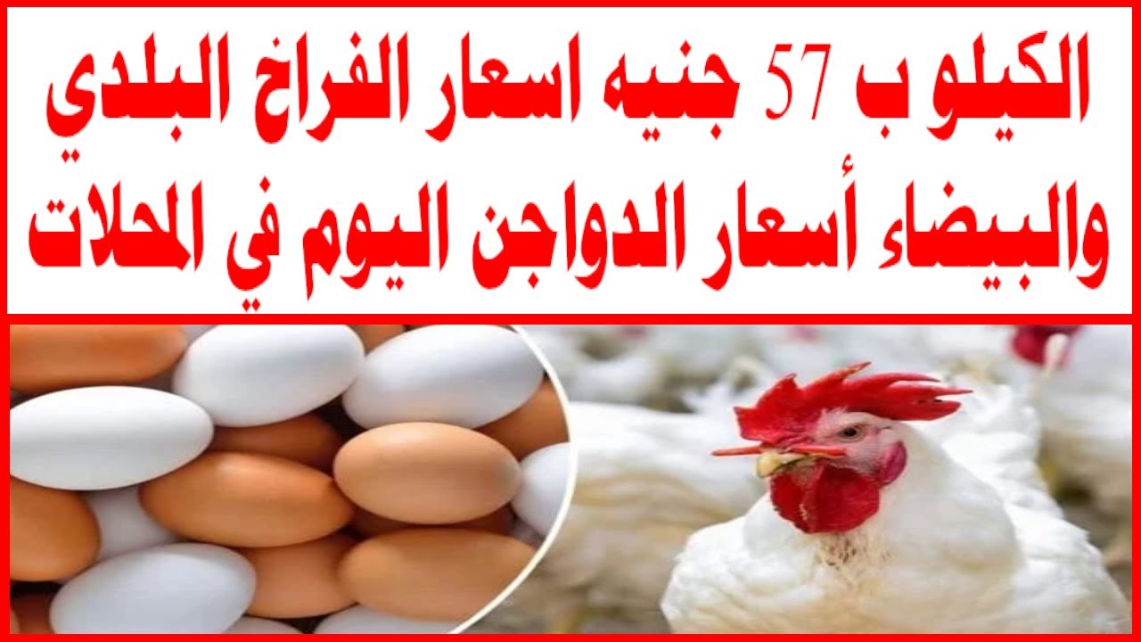 الكتكوت بقى برخص التراب الحقوا ربوا لرمضان .. مفاجآت قوية في أسعار الكتاكيت في مصر اليوم 2 الكتكوت بقى برخص التراب الحقوا ربوا لرمضان .. مفاجآت قوية في أسعار الكتاكيت في مصر اليوم
