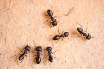 عاوزة تقضي على النمل في البيت .. 3 مكونات منزلية تساعدك في التخلص عليه