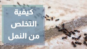 وصفة تخلصك من النمل بـ 4 طرق فعالة للقضاء على كابوس الحشرات