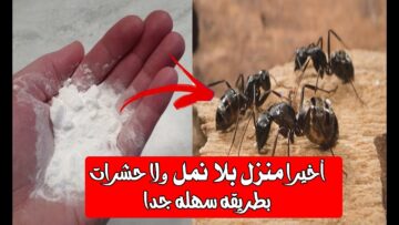وصفة عبقرية للتخلص من النمل بمكونات طبيعية وخلاص مش هتلاقي ولا نملة في بيتك