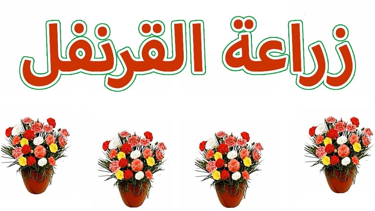 بأقل التكاليف.. ازرعي القرنفل في البيت من البذور بكل احترافية ولن تحتاجي لشرائه بعد اليوم