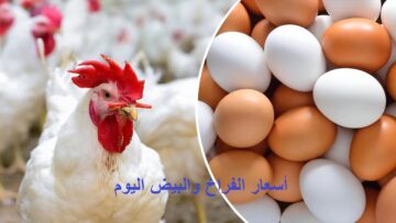 الآن انخفاض مفاجئ في سعر الفراخ اليوم تزامناً مع التراجع الكبير في أسعار الكتكوت الأبيض