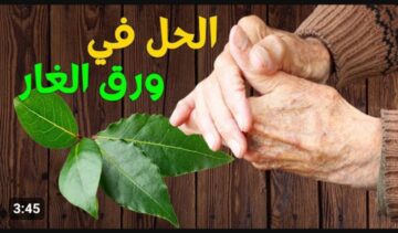 هترجع شباب حتى لو عجوز.. الحل الجبار في ورقة الغار .. فوائد غير متوقعه تعرف عليها الآن