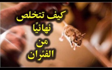  بعيدا عن الكيماويات.. طريقة مذهلة لطرد الفئران نهائيا من المنزل ونصائح لإبعادهم والقضاء عليهم