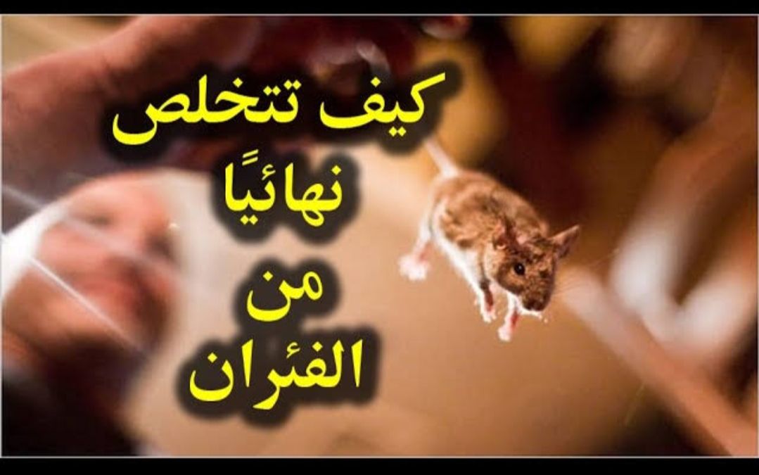 بعيدا عن الكيماويات.. طريقة مذهلة لطرد الفئران نهائيا من المنزل ونصائح لإبعادهم والقضاء عليهم 5 بعيدا عن الكيماويات.. طريقة مذهلة لطرد الفئران نهائيا من المنزل ونصائح لإبعادهم والقضاء عليهم