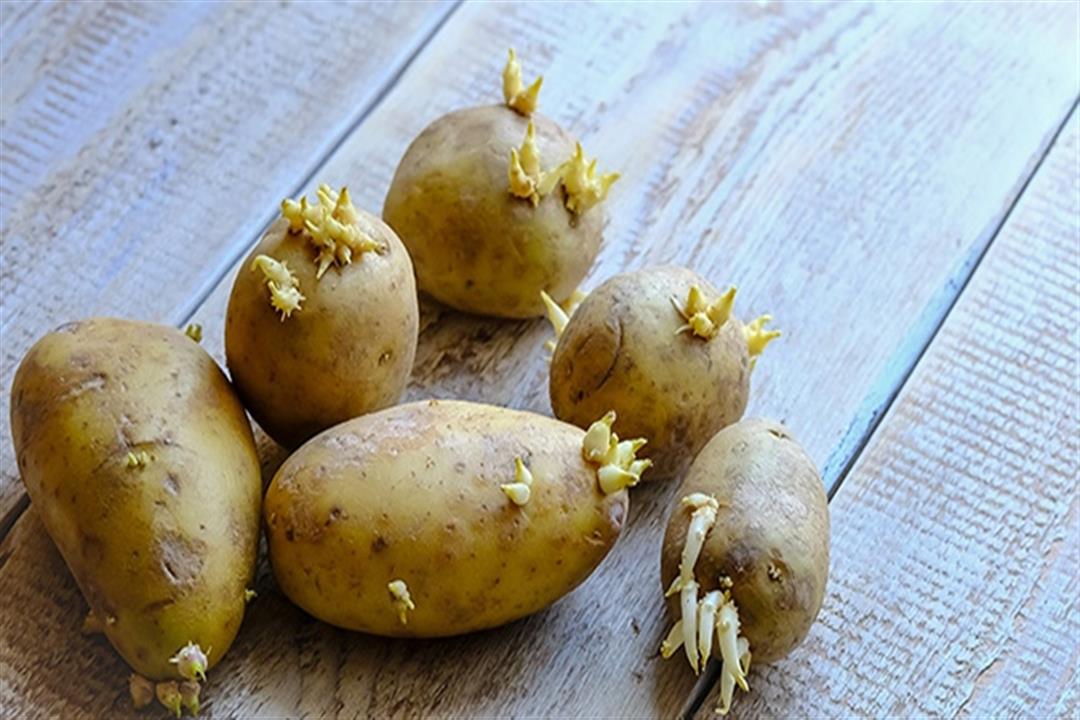 3 خطوات لتخزين البطاطس صح في مطبخك بدون براعم