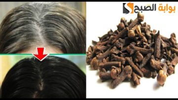 تحارب الشعر الأبيض للأبد .. وصفة من زيت القرنفل لعلاج الشيب المبكر في أقل من نصف ساعة يعود الشعر إلى لونه الأسود البراق واللامع 
