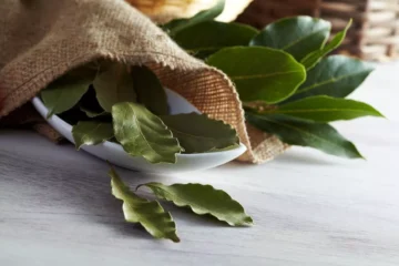 العود الجبار والسر ورق الغار..العشبة المعجزة للقضاء على الدهون العنيدة هيختفي الكرش والجناب خلال 7 أيام