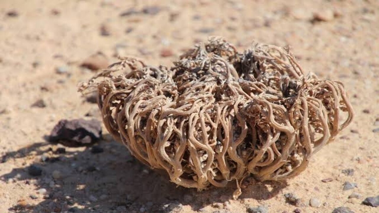 كنز ثمين للنساء.. عشبة طبيعية أذهلت الجميع من فوائدها العظيمة للسيدات 5 كنز ثمين للنساء.. عشبة طبيعية أذهلت الجميع من فوائدها العظيمة للسيدات
