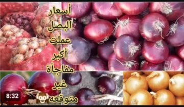 مستقر الآن يا هانم .. سعر البصل اليوم في مصر اشتري وخزني قبل ما يغلى