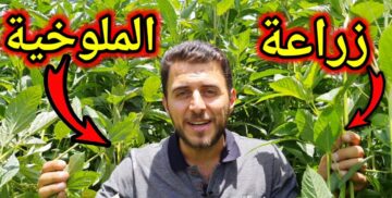 مش هتشتريها تاني.. طريقة زراعة الملوخية في المنزل بكل احترافية وبأقل التكاليف