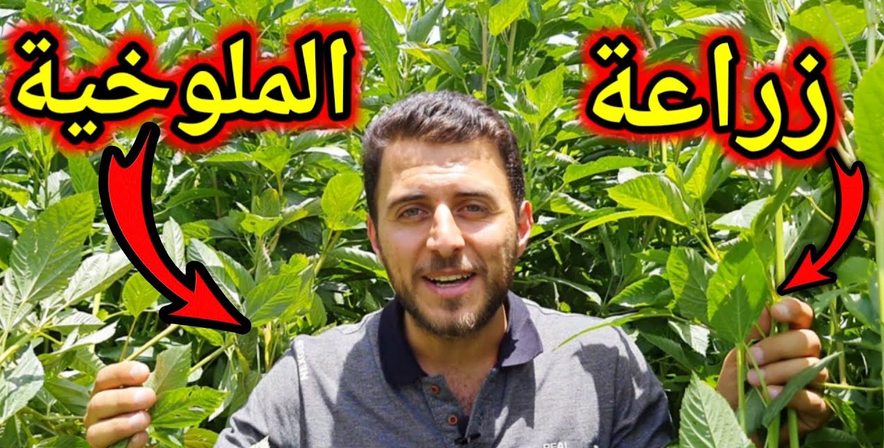 مش هتشتريها تاني.. طريقة زراعة الملوخية في المنزل بكل احترافية وبأقل التكاليف