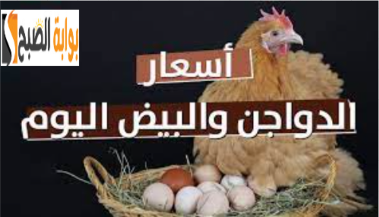 هبوط ملحوظ في أسعار الدواجن اليوم الثلاثاء 19 ديسمبر 2023 في البورصة المصرية