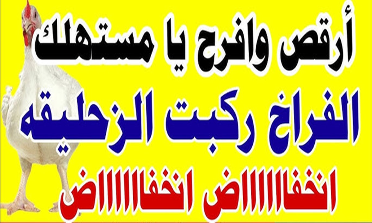 الفراخ هترجع زي زمان .. انخفاض سعر الدواجن في مصر اليوم الجمعة 8/12/2023 وتغيرات لأسعار الكتاكيت 2 الفراخ هترجع زي زمان .. انخفاض سعر الدواجن في مصر اليوم الجمعة 8/12/2023 وتغيرات لأسعار الكتاكيت