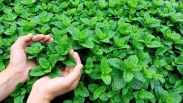 مفيش أجمل من كدا.. ماسك الشاي الأخضر والنعناع هيخلي بشرتك تلمع وتبرق