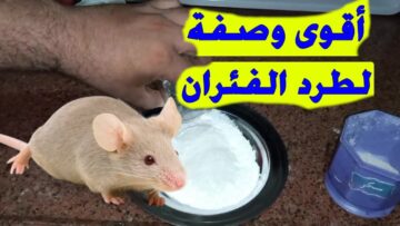 هتتخلصي منهم في ثواني.. طريقة القضاء على الفئران نهائيا بدون استخدام أي مواد كيميائية ضارة