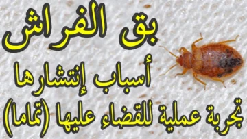فكرة بمليون جنية.. التخلص من البق والنمل والزواحف نهائيا وللابد بسرعة الصاروخ بدون تكاليف