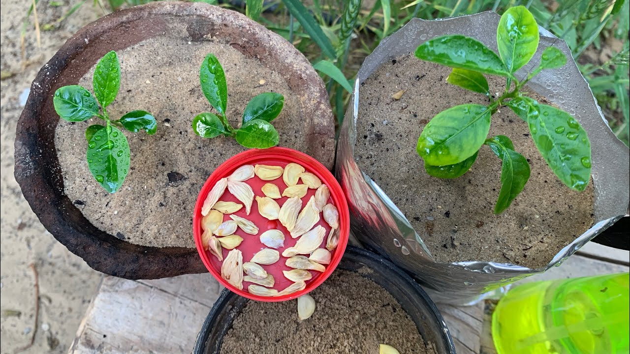 بأقل التكاليف.. طريقة عمل زراعة اليوسفي في أصيص بالبيت بخطوات بسيطة ولا داعي لشرائه بعد اليوم 5 بأقل التكاليف.. طريقة عمل زراعة اليوسفي في أصيص بالبيت بخطوات بسيطة ولا داعي لشرائه بعد اليوم