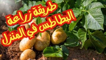 فكرة سهلة لزراعة البطاطس في المنزل من البذور بأقل التكاليف وبكل سهولة مش هتشتري تاني