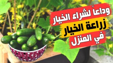 وداعاً لشراء الخيار.. طريقة زراعة الخيار في البيت من ثمرة خيارة بكل احترافية وبأقل التكاليف