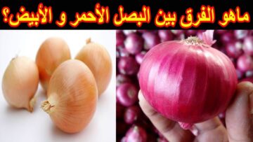 “يارتني عرفت من الأول”.. ما هو الفرق بين البصل الأخضر والبصل الأحمر؟.. الإجابة مفاجئة 