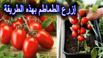 مش هتشتريها تاني.. فكرة عبقرية لزراعة الطماطم في المنزل بثمرة طماطم من الثلاجة في 5 دقائق