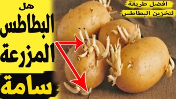 علامات خطيرة إذا ظهرت على البطاطس تخلص منها فورا