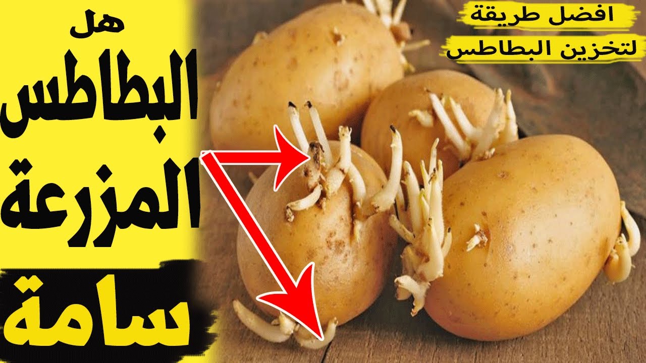 علامات خطيرة إذا ظهرت على البطاطس تخلص منها فورا