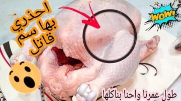 الاطباء يحذرون أجزاء من جسم الدجاج احذروا أن تتناولوها بها سموم وتسبب أمراض خطيرة