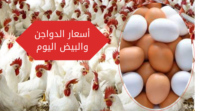 الحق اشتري… انخفاض سعر الفراخ اليوم الجمعة 22 ديسمبر في الأسواق والبورصة