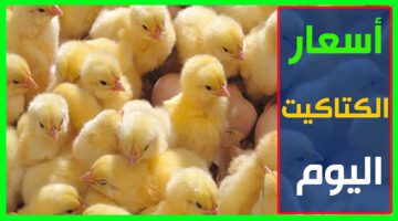 أسعار الكتاكيت في مصر