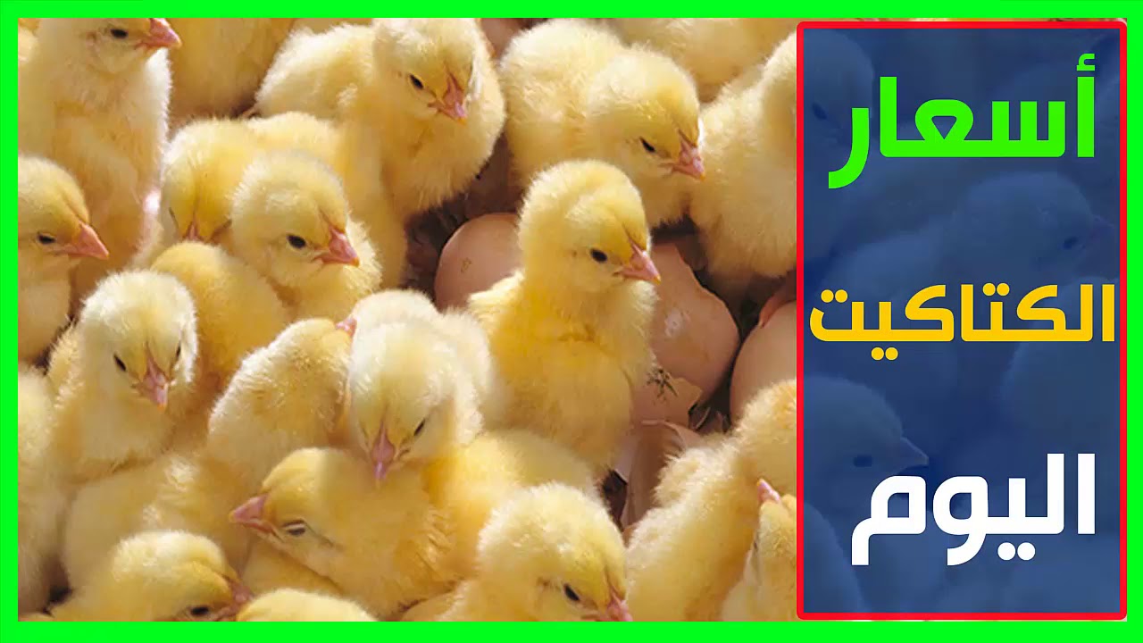 الكتكوت بقى ع أد الأيد ربي براحتك .. أسعار الكتاكيت اليوم الأربعاء 13/12/2023 وسعر الدواجن في مصر