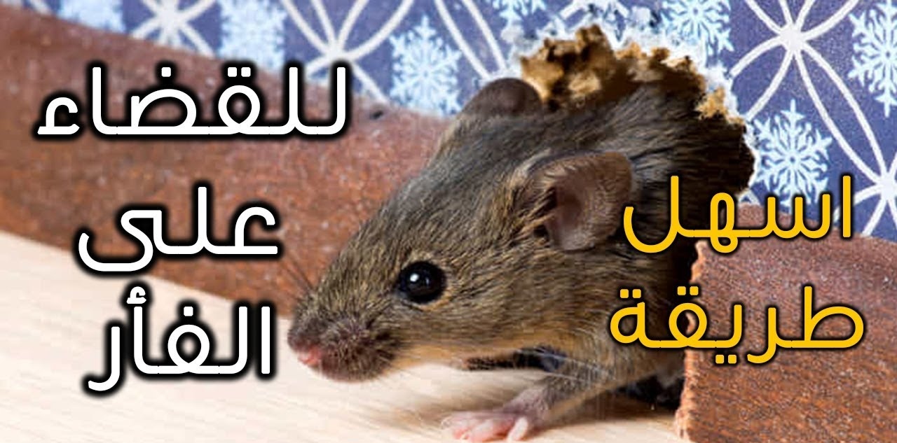 وداعاً للفئران من بيتك.. 5 طرق سهلة وفعالة تخلصك منهم نهائياً 5 وداعاً للفئران من بيتك.. 5 طرق سهلة وفعالة تخلصك منهم نهائياً