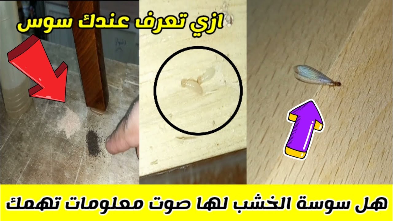 طريقة التخلص من السوس الخشب قبل أن يدمر أثاث البيت كلة 5 طريقة التخلص من السوس الخشب قبل أن يدمر أثاث البيت كلة
