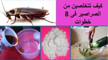 التخلص من الصراصير 1