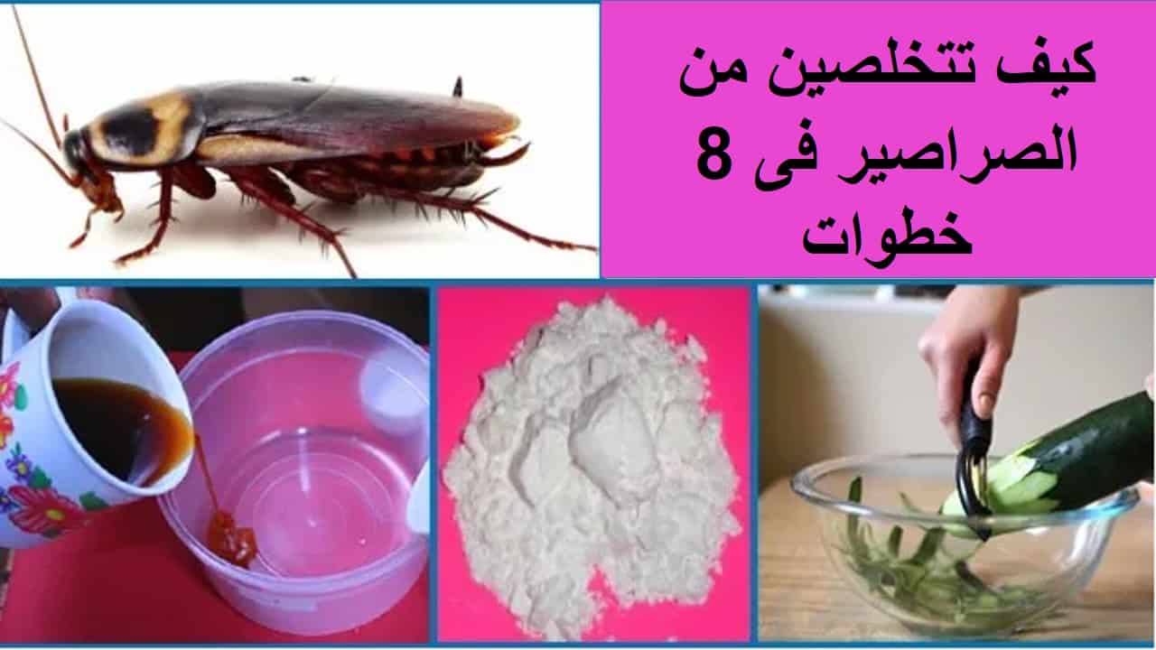 التخلص من البق والحشرات الزاحفة بدون مبيدات ولا كيماويات ولا تكاليف فى دقيقتين جربيها وهتنبهرى 5 التخلص من البق والحشرات الزاحفة بدون مبيدات ولا كيماويات ولا تكاليف فى دقيقتين جربيها وهتنبهرى