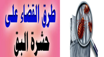 التخلص من حشرات البق