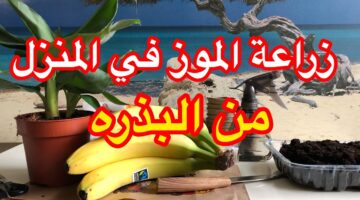 الزراعة